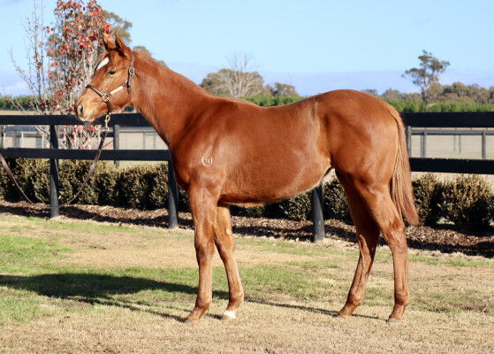 Lot 188: Kermadec (NZ) / Pompon