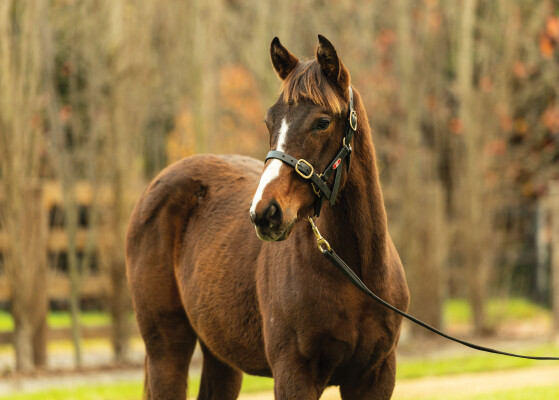 Lot 322: Tassort / Maritima