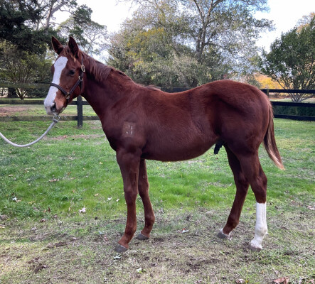 Lot 171: Finance Tycoon / Nicconita