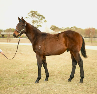 Lot 58: Brazen Beau / Enduring Love