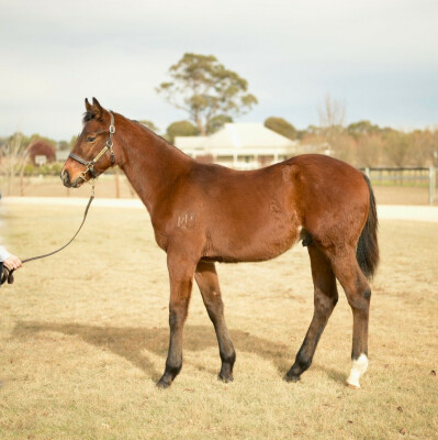 Lot 148: Bivouac / Marli