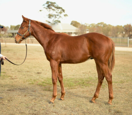 Lot 160: Written By / Misshiraz