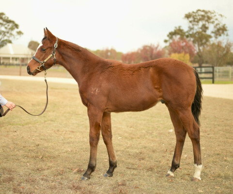 Lot 261: I Am Immortal / Tori Marguerite