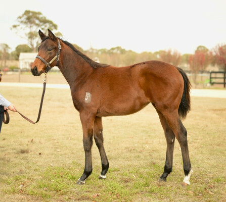 Lot 319: Too Darn Hot (GB) / Bubbles 'n' Boats