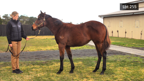 Lot 255: Too Darn Hot (GB) / Think Diamonds