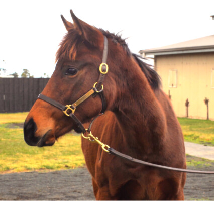 Lot 255: Too Darn Hot (GB) / Think Diamonds