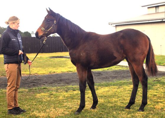 Lot 107: St Mark's Basilica (FR) / Jamita