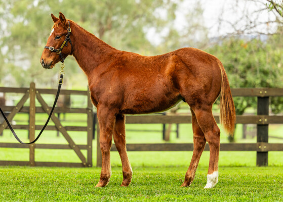 Lot 73: Capitalist / Flying Siren