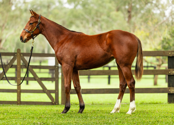 Lot 176: Castelvecchio / Not Uncertain (JPN)