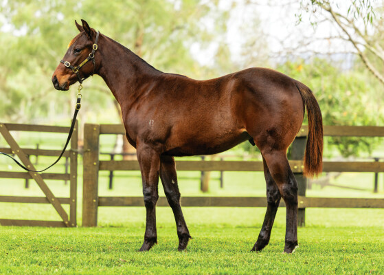 Lot 178: Spirit of Boom / Odelia