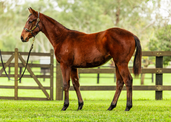 Lot 295: King's Legacy / Arctic Ice