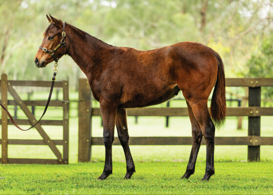 Lot 299: In the Congo / Assuming