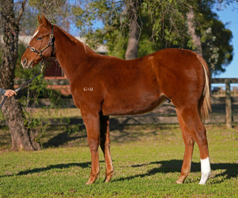 Lot 9: Home Affairs / Celtic Glory