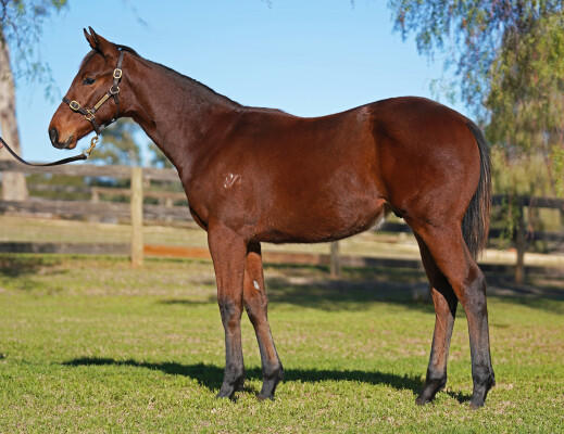 Lot 133: Capitalist / Licko'paint (NZ)