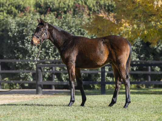 Lot 38: Sejardan / Dawnie Perfect