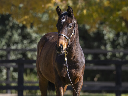 Lot 38: Sejardan / Dawnie Perfect