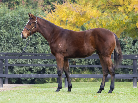 Lot 47: Doubtland / Dual Star