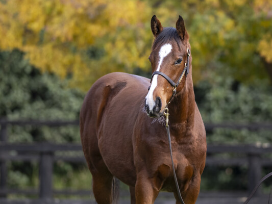 Lot 47: Doubtland / Dual Star