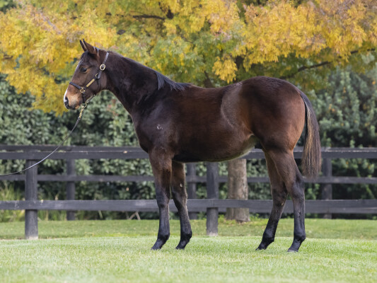 Lot 63: Sejardan / Express Street