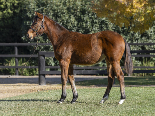 Lot 71: Jacquinot / Flandersrain