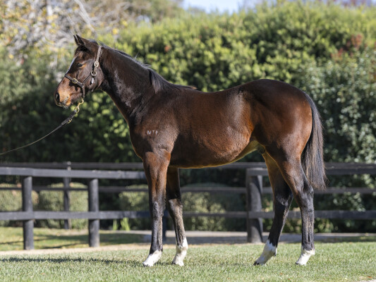 Lot 72: Toronado (IRE) / Fleet of Foot