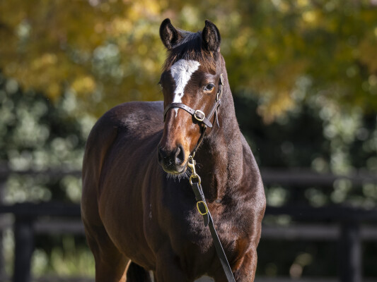 Lot 72: Toronado (IRE) / Fleet of Foot