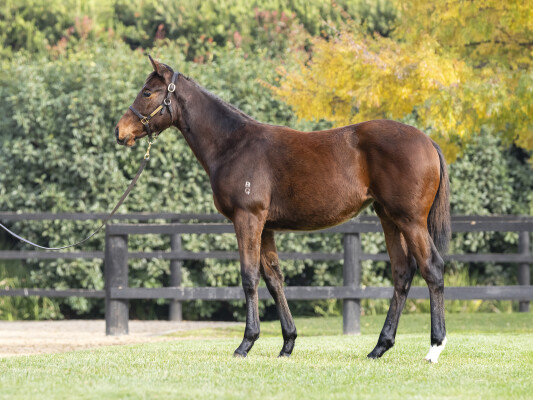 Lot 123: Sejardan / La Chevalee