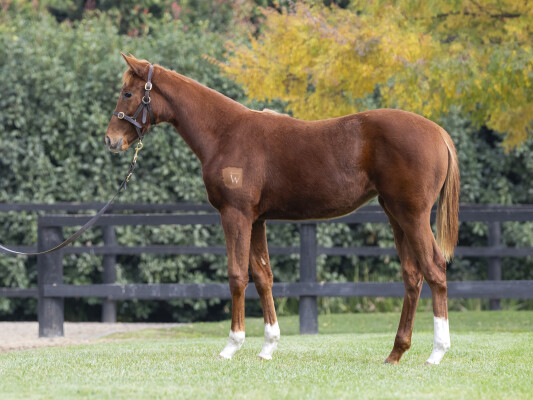 Lot 159: Anamoe / Miss Gaga