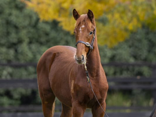 Lot 159: Anamoe / Miss Gaga