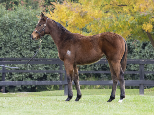 Lot 180: Yes Yes Yes / One Beauty