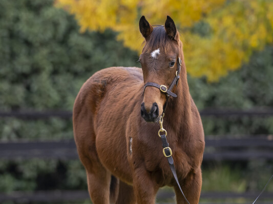 Lot 180: Yes Yes Yes / One Beauty