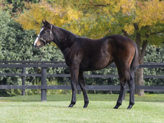 Lot 187: Gold Standard / Polemos