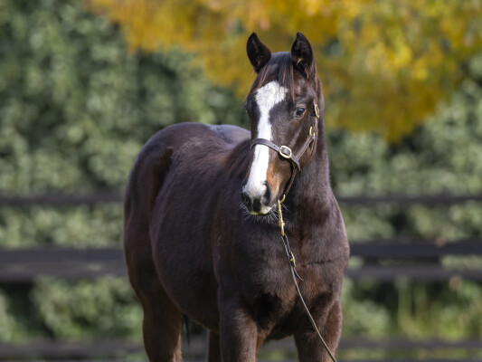 Lot 187: Gold Standard / Polemos