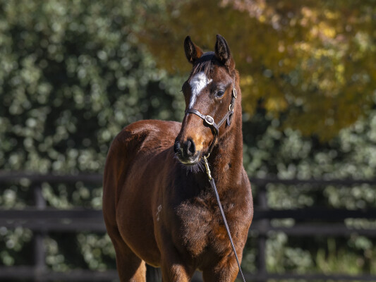 Lot 190: Jacquinot / Positive Charge