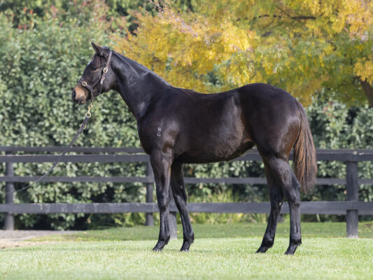 Lot 192: Sejardan / Princess Ariana (NZ)