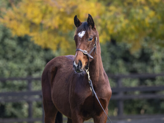 Lot 200: Alabama Express / Rare Ransom (GB)