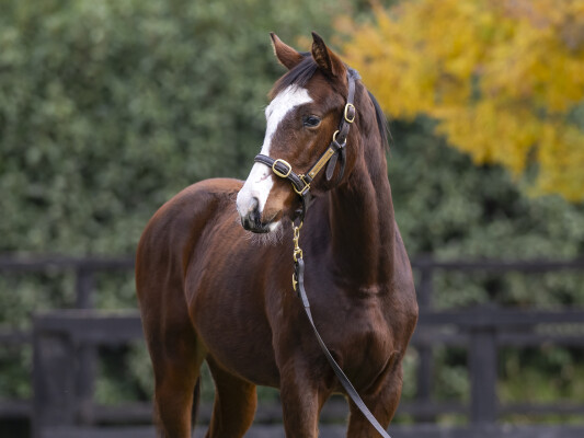 Lot 201: Sejardan / Ready Cuz