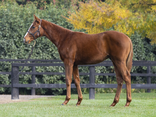 Lot 226: Tiger of Malay / Skim