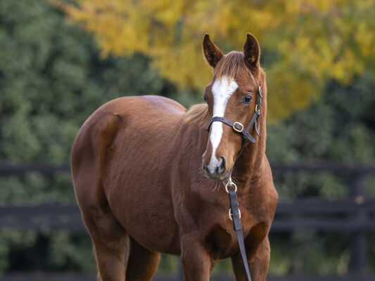 Lot 226: Tiger of Malay / Skim