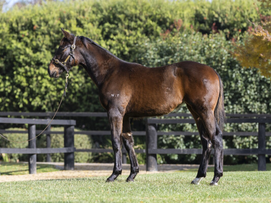 Lot 230: Zousain / Smarter Than (NZ)