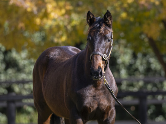 Lot 230: Zousain / Smarter Than (NZ)