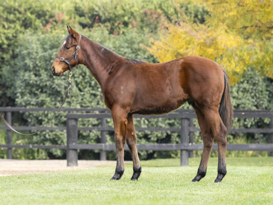 Lot 235: Flying Artie / Songye