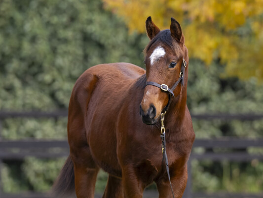 Lot 235: Flying Artie / Songye