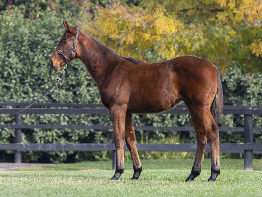 Lot 243: Yes Yes Yes / Stop Making Sense