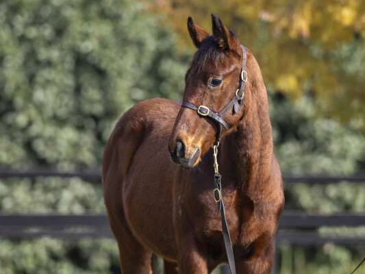 Lot 243: Yes Yes Yes / Stop Making Sense