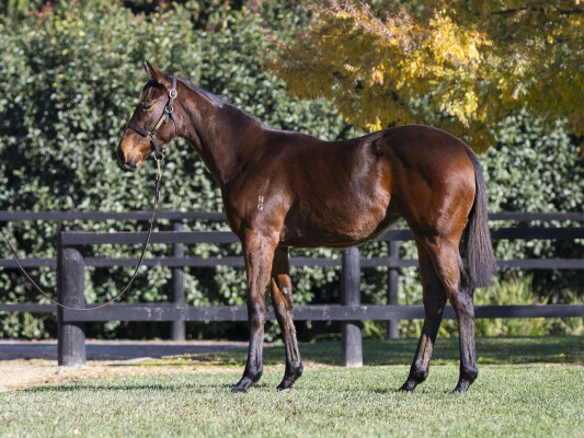 Lot 248: Flying Artie / Sutton Forest