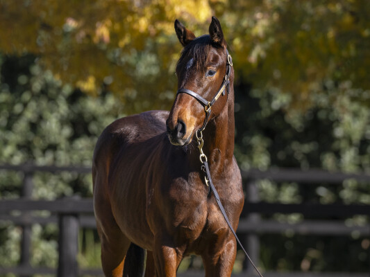 Lot 248: Flying Artie / Sutton Forest