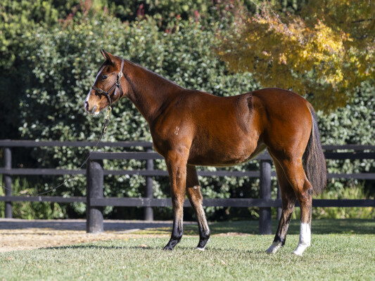 Lot 288: Sejardan / Alamein