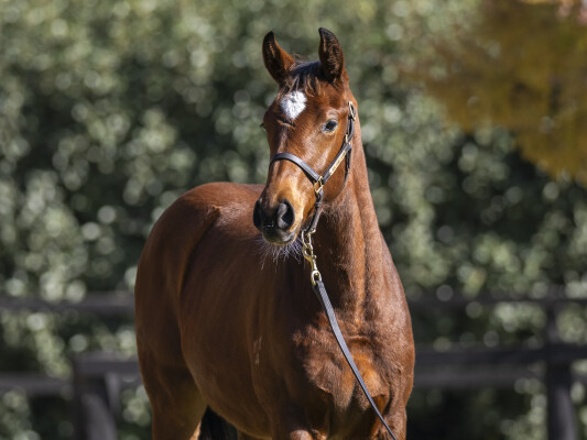 Lot 291: Sejardan / And Rock