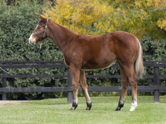 Lot 298: Stay Inside / Asheerah